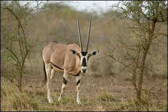 Beisa Oryx